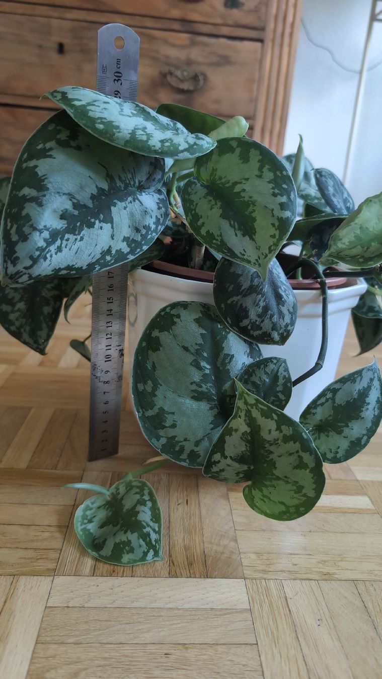 Plantes & graines: Satin Pothos – D'occasion à Wallisellen par ali_x62p 3