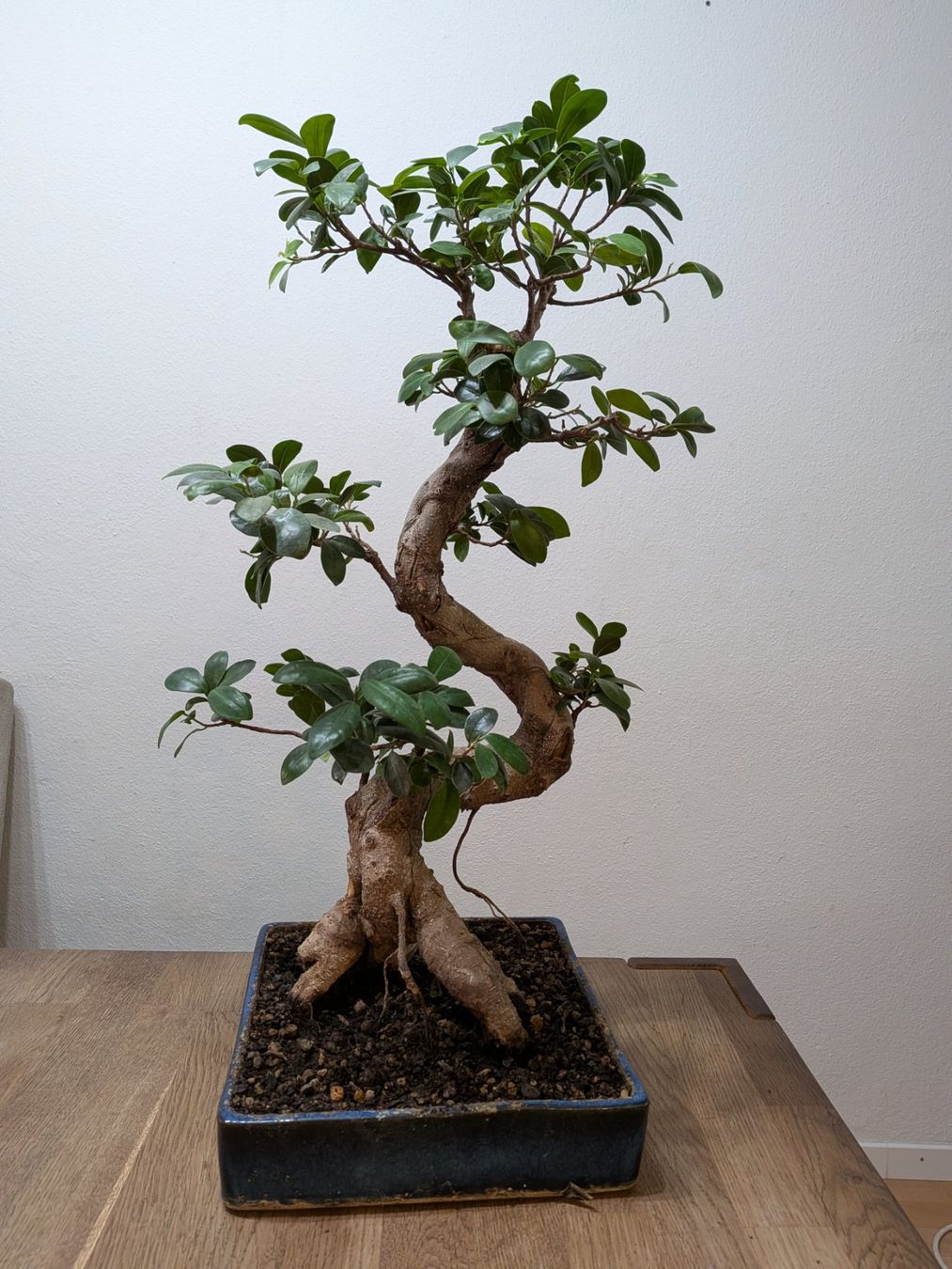 Plantes & graines: Ficus Bonsai – D'occasion à Bern par Hydrom