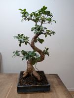 Ficus Bonsai