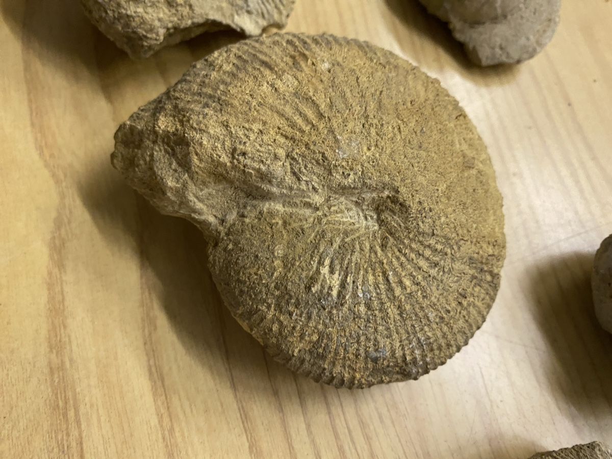 Fossili: Fossilien Schweiz – Usato da Liestal venduto da Stephanoceras1 1