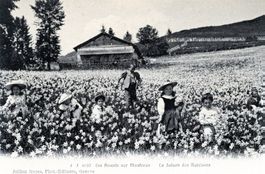 Montreux Le Saison des Narcisses 1906 087