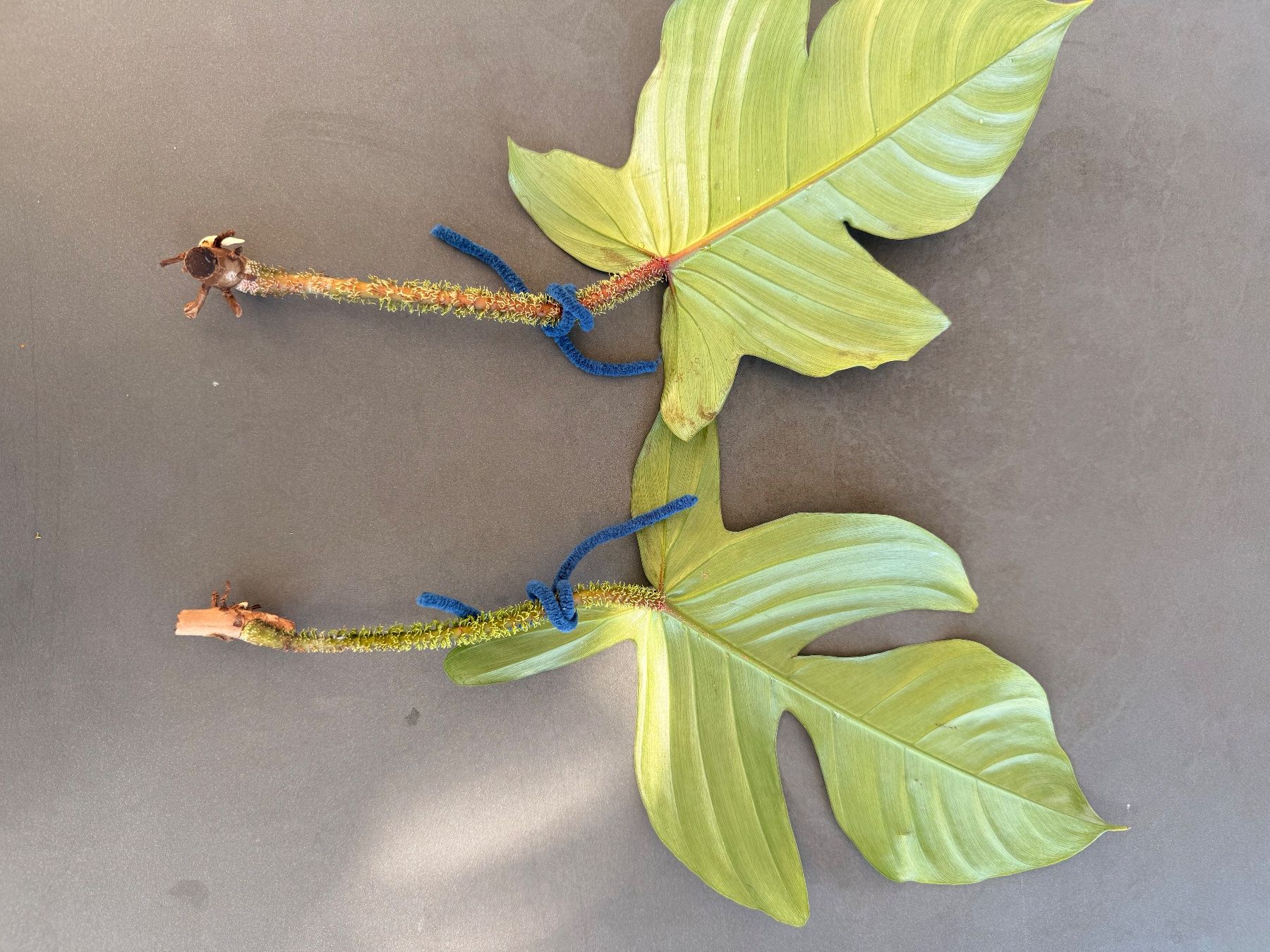 Pflanzen & Samen: Philodendron Squamiferum 1/3 – Gebraucht aus Rafz von jca_98p5 1
