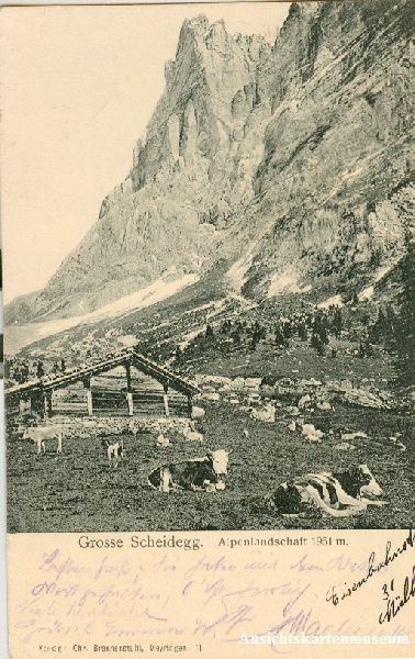 Cartoline postali: Grosse Scheidegg -Kühe Ziegen Alp 1906 – Usato da Emmenbrücke venduto da teestube