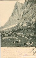 Grosse Scheidegg -Kühe Ziegen Alp 1906
