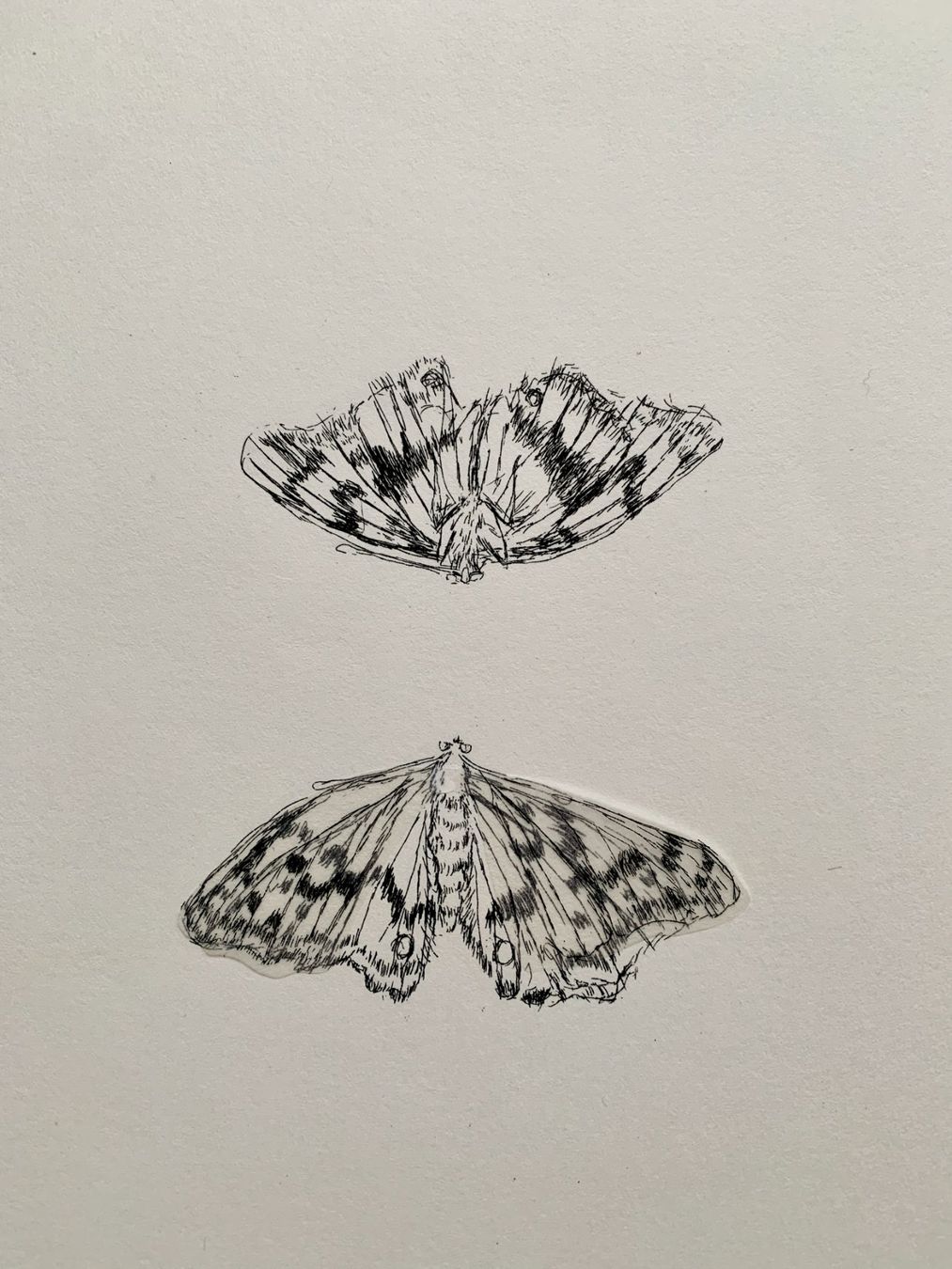 Grafiken & Lithographien: Kiki Smith – Lithographie Moth – Gebraucht aus Regensdorf von JoergR