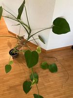 Monstera Pflanze