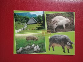 Ak Ballenberg Bauernhof Tiere mehrbildrig