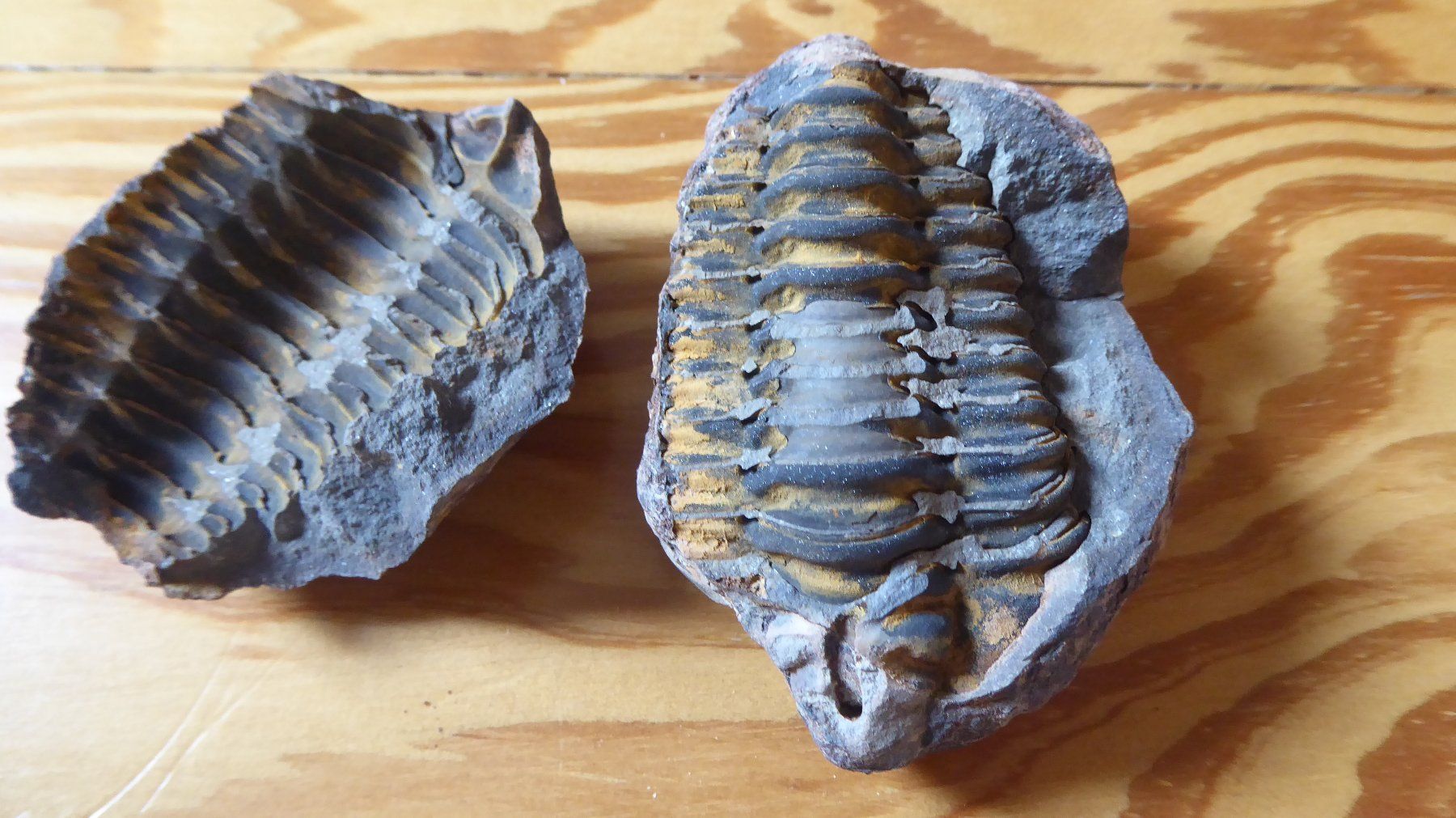 Fossili: Trilobit – Nuovo (secondo la descrizione) da Zullwil venduto da Dingo402 2
