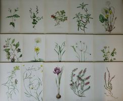 Blumen Atlas / 15 botanische Tafeln mit Beschreibung