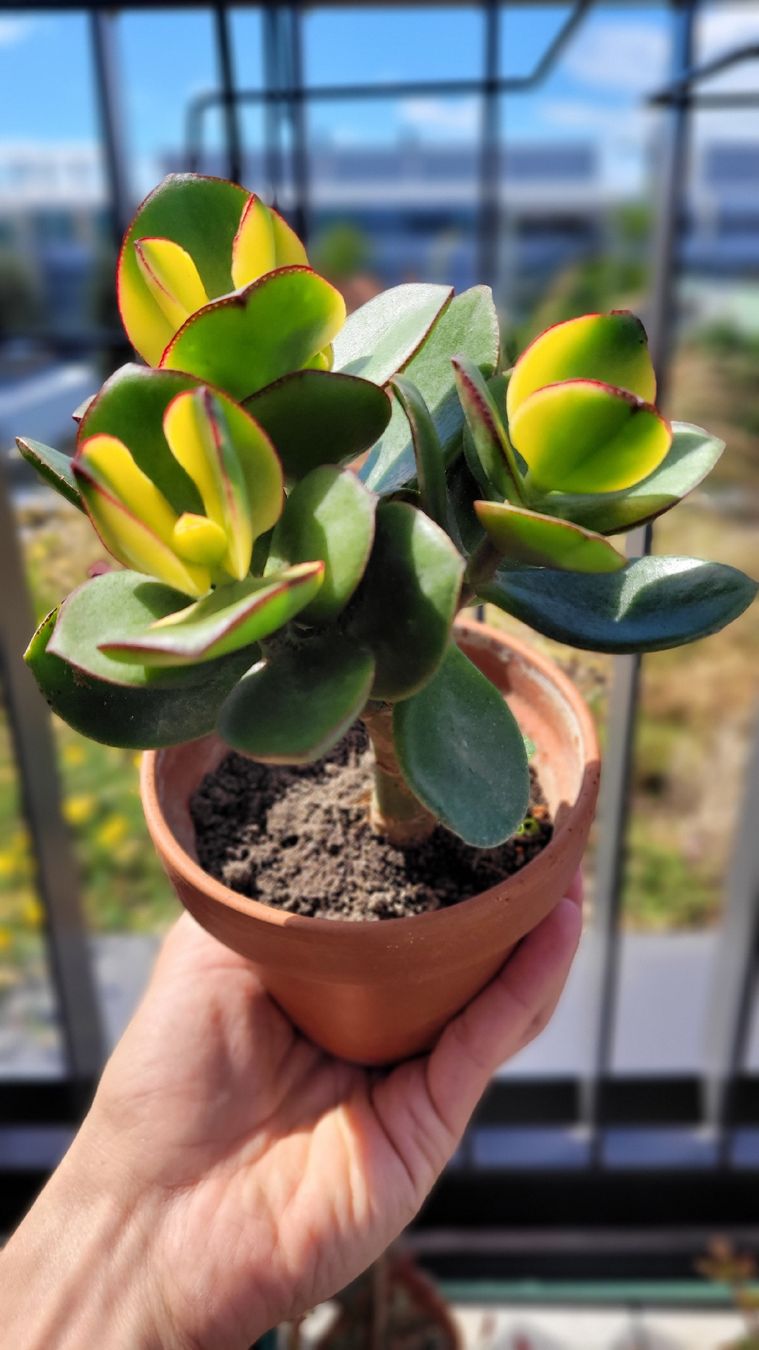 Piante & sementi: Crassula ovata "Maruba Nishiki" – Nuovo (secondo la descrizione) da Zürich venduto da The_Plant_Wizard 5