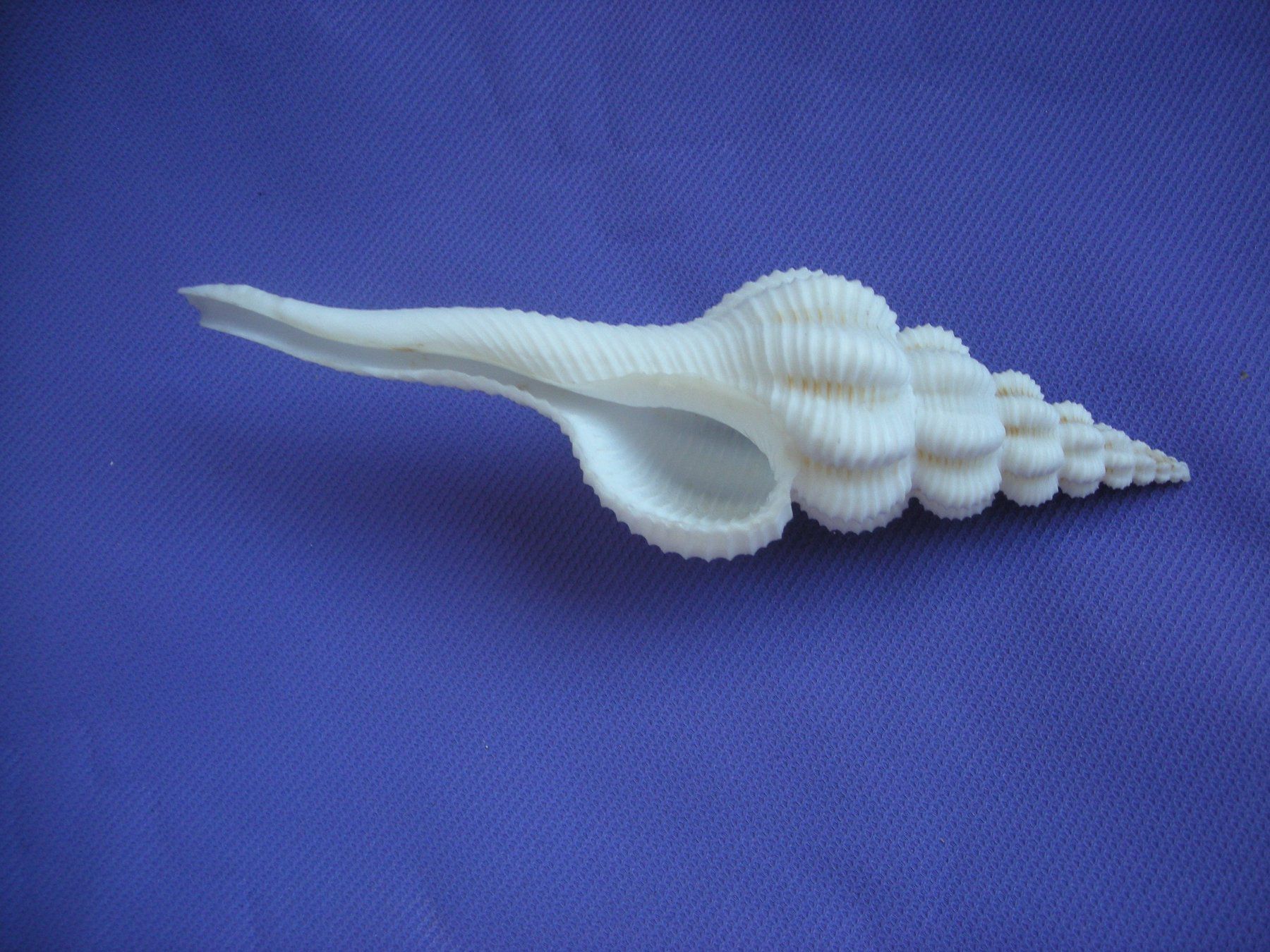 Fossili: Wunderschöne Spiralformige Muschel 12.5 cm – Usato da Spreitenbach venduto da mako6900 1