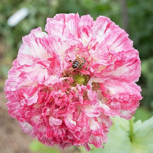 Piante & sementi: 500 Samen Mohn FLEMISH ANTIQUE Peony – Nuovo (secondo la descrizione) da Ehrendingen venduto da VerveinaSamen 3