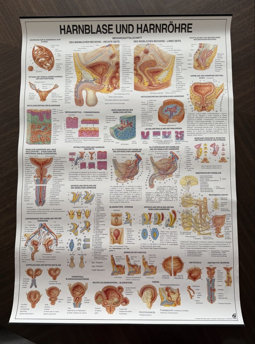 Foto & Immagini: Vintage Anatomie Poster - Bladder Urethra Chart – Usato da Baar venduto da nic_l7yf