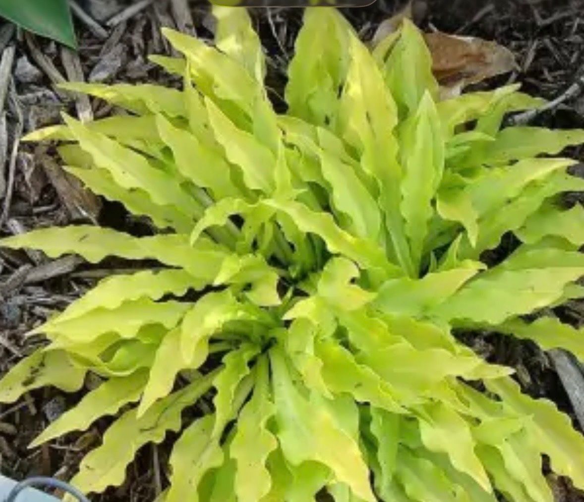 Piante & sementi: Hosta dragon tails – Usato da Lajoux JU venduto da Briard0 2