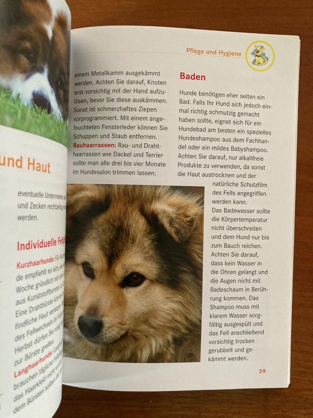 Libri: HUNDE   Sachbuch  von  Jennifer Willms – Usato da Subingen venduto da Etageren 6
