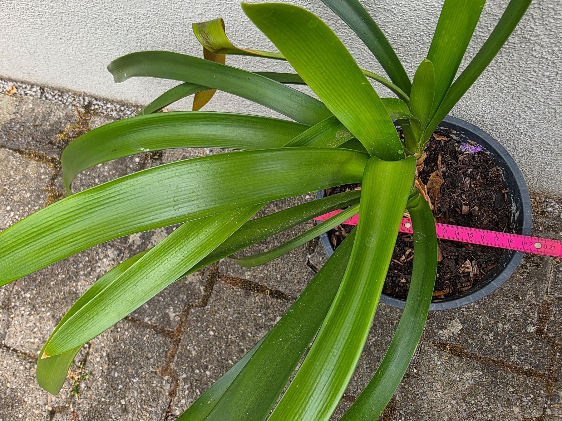 Piante & sementi: Clivia miniata / Klivie, orangeblühend – Nuovo (secondo la descrizione) da Thalheim venduto da silvara01 5
