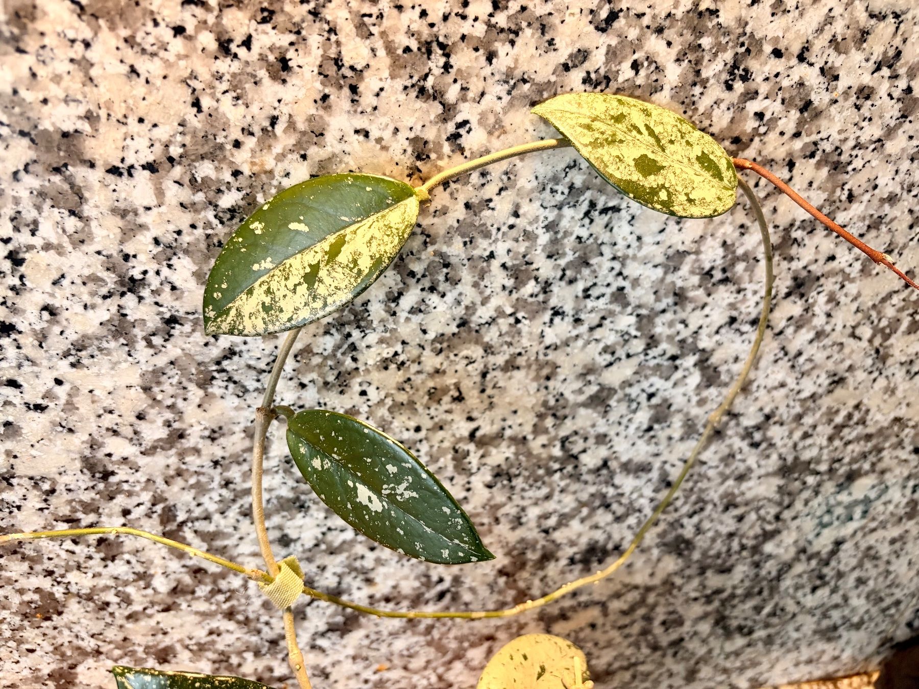 Piante & sementi: Hoya carnosa WILBUR GRAVES – Usato da Kaiseraugst venduto da dka_b97z 2