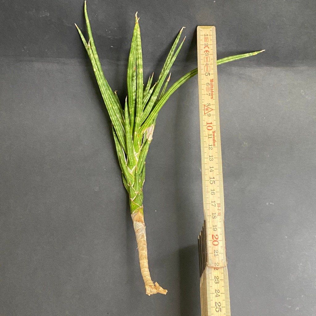 Plantes & graines: Sansevieria Francisii - einzigartig schön - oder? – Neuf avec emballage d'origine à Adliswil par astom369 8