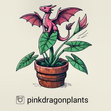 Profile image of PinkDragonPlants