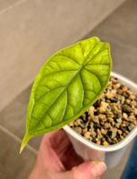 🌿 Alocasia Dragon Scale Variegata Jungpflanze🌿