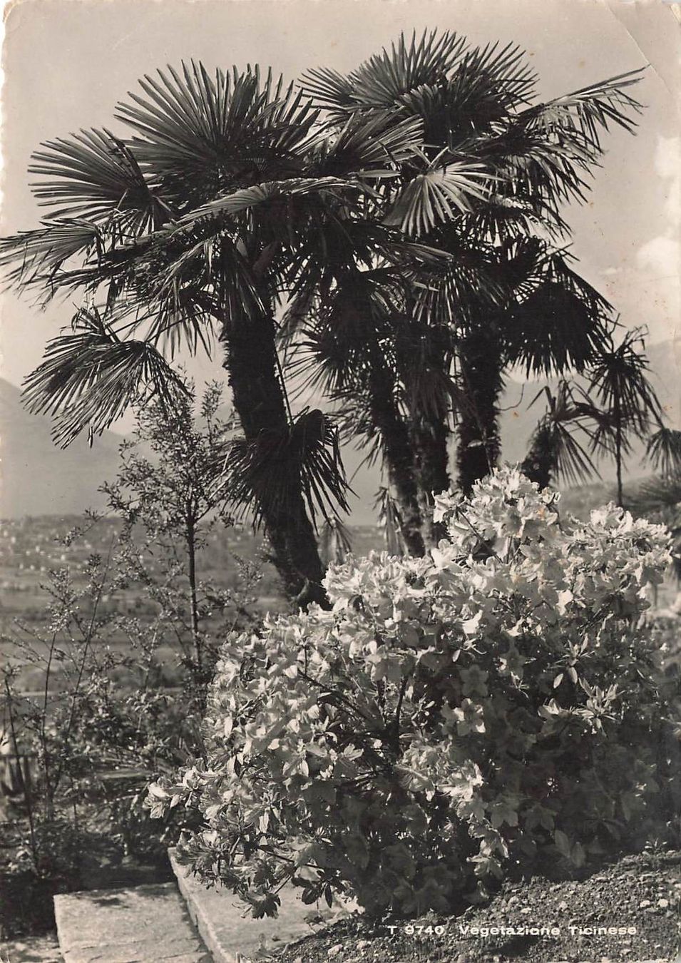Cartoline postali: Vegetazione Ticinese – Usato da Biasca venduto da Blenio71