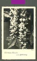 AK sw Blumen- Stillleben, ev Ziegenblatt © FischHaco ≈ 1948 