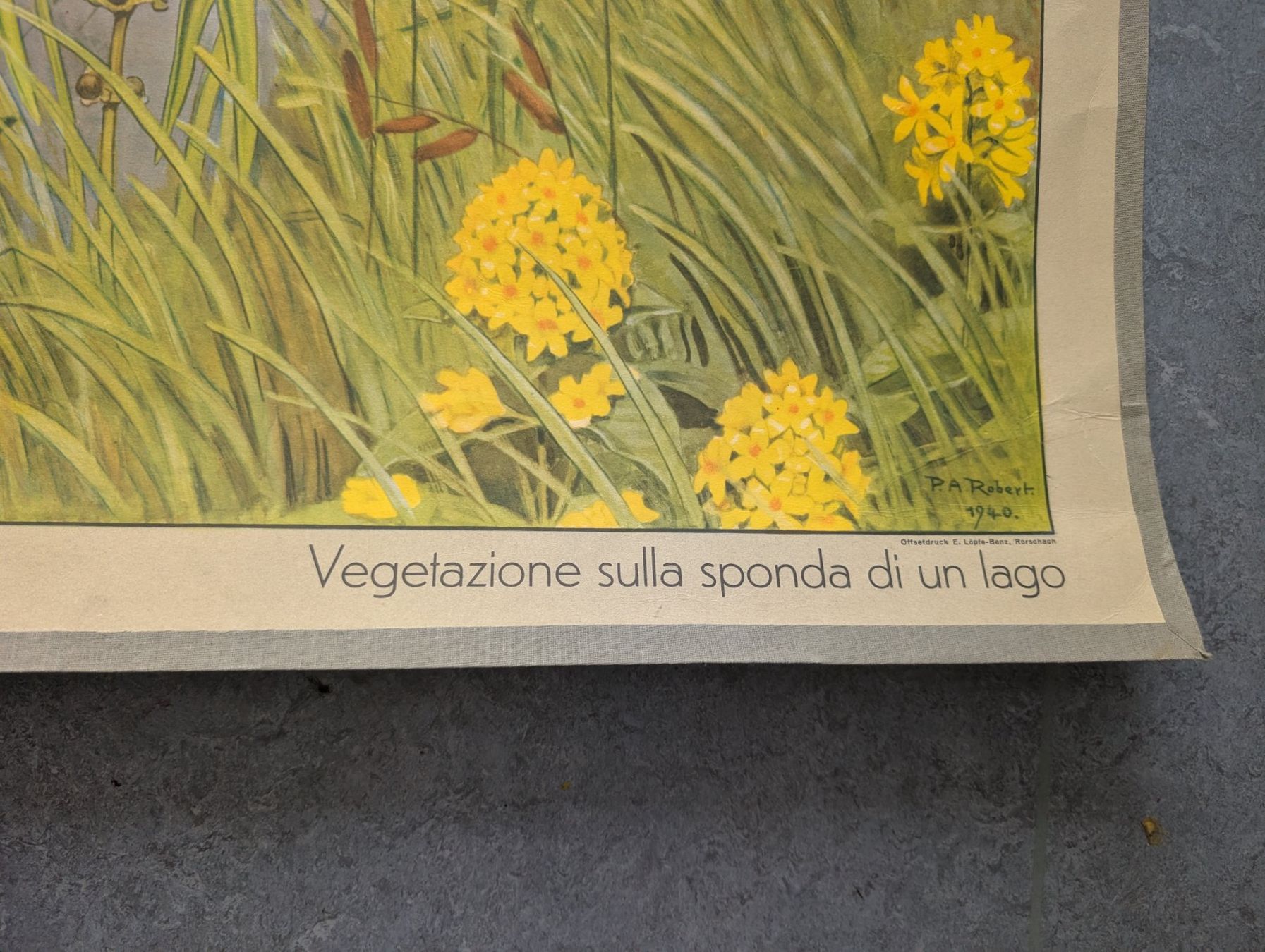 Foto & Immagini: Schulwandbild Nr. 36 - Vegetation an einem Seeufer – Usato da Luzern venduto da JenKu 3