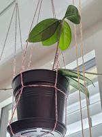 Hoya Carnosa Pflanze klein (1Steckling mit Wurzeln)