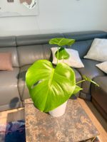 🌿 Monstera Deliciosa in Hydrokultur🌿