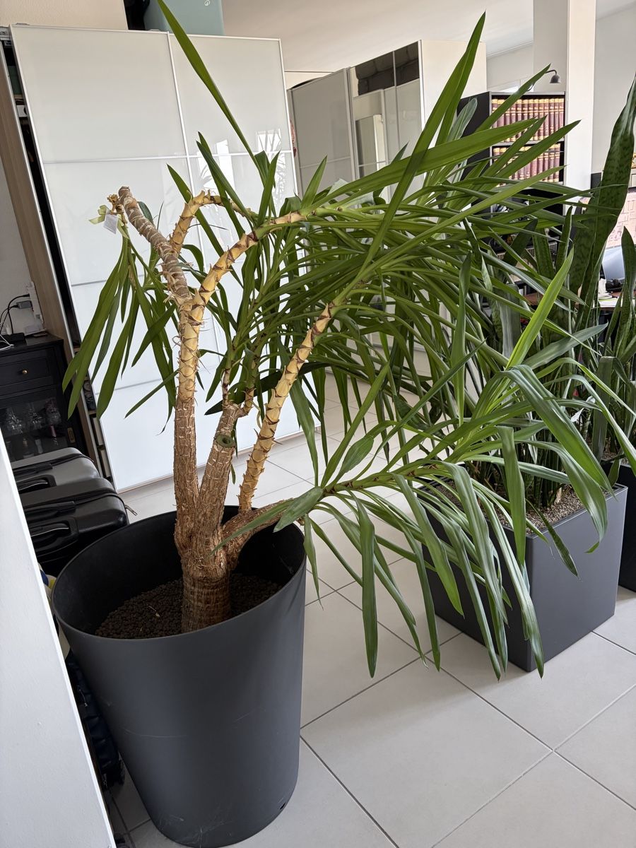 Pflanzen & Samen: Yucca Palme zu verschenken – Gebraucht aus Gisikon von isa_g7cj