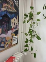 Zimmerpflanze Philodendron Ableger / bereit zum eintopfen!