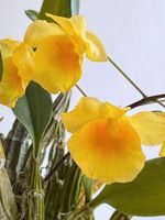 Dendrobium lindleyi *****