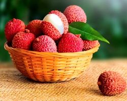 LITSCHI CHINENSIS : 3 FRUCHTBARE SAMEN + DETAILLIERTE ANWEIS