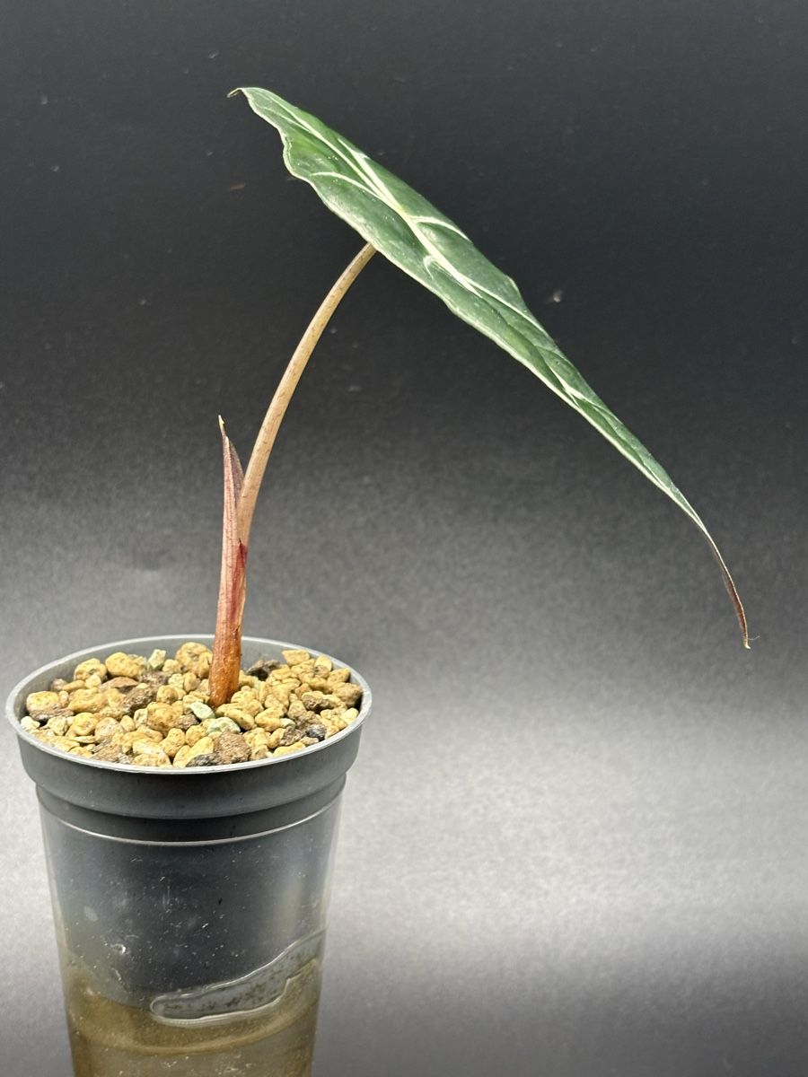 Pflanzen & Samen: Alocasia Amazonica (1-3) – Neu und originalverpackt aus Basel von Pink_White 1