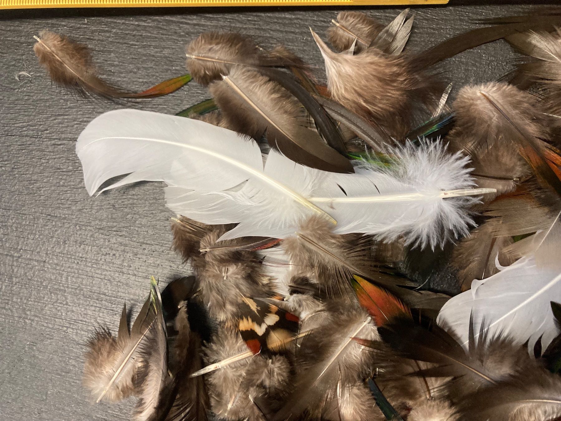 Il mondo degli animali: Federn-Mischung verschiedener Vogelarten – Usato da Grosswangen venduto da arum01 3