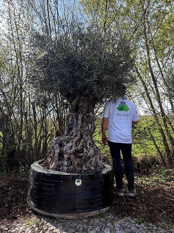 Piante & sementi: Olivenbaum "Olea Europea 18" – Usato da Zuckenriet venduto da Thur_Plant 1