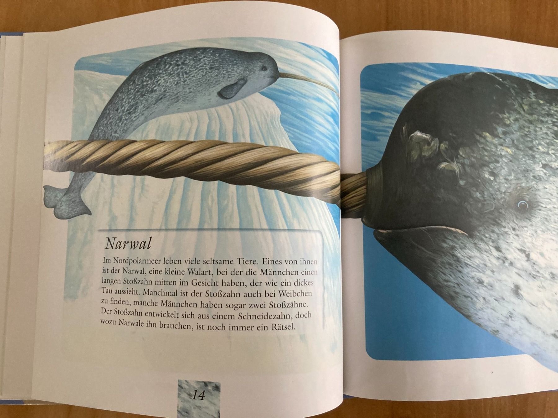 Libri: TIERE  IN  EIS  UND  SCHNEE      PATMOS Verlag – Usato da Subingen venduto da Etageren 7