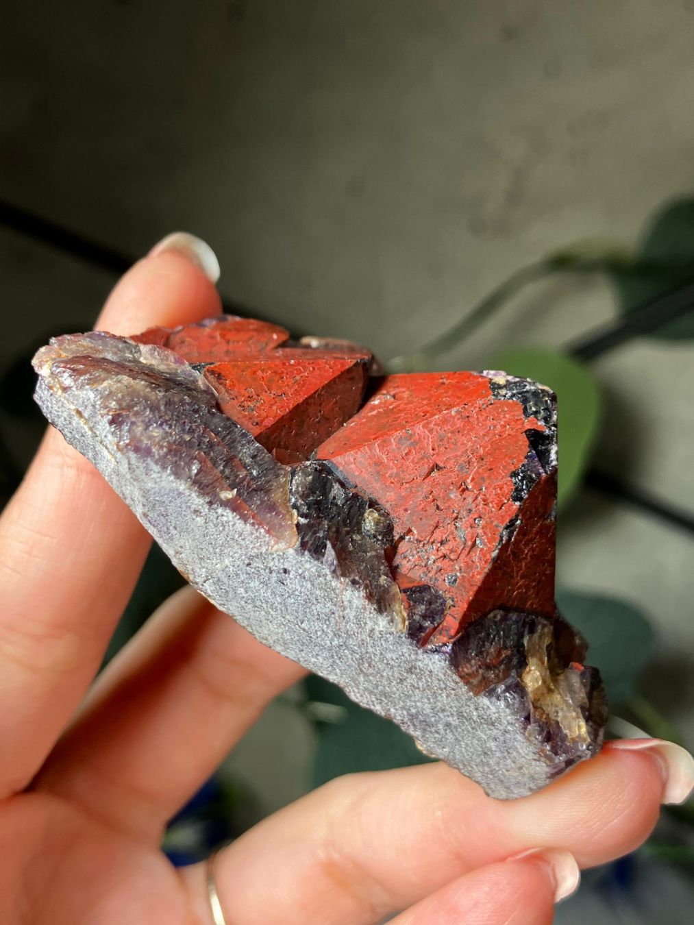 Pietre preziose: Thunder Bay Amethyst – Nuovo (secondo la descrizione) da Neuheim venduto da m.hald 4
