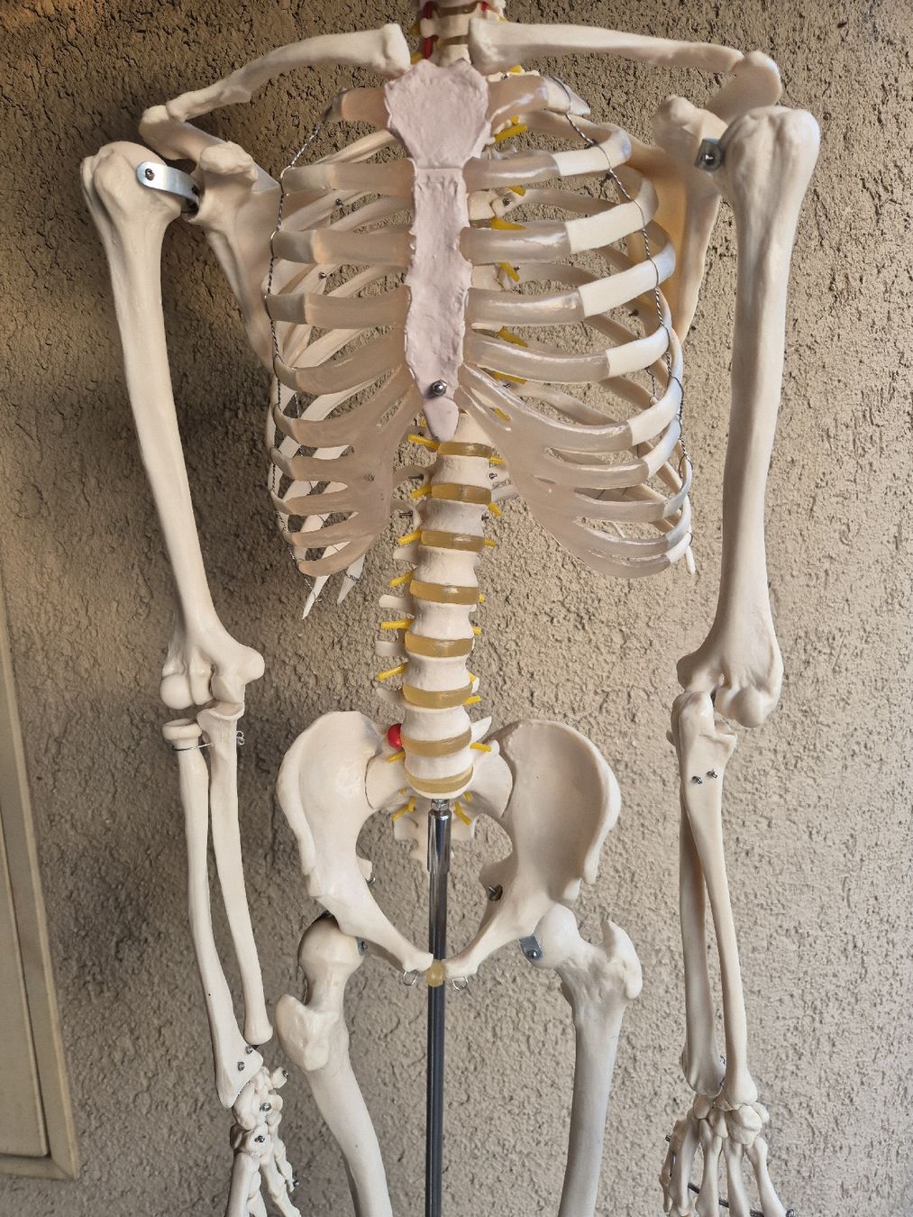 Kit di modellismo & Modellini statici: Skelettmodell Anatomie menschlich mit Ständer – Usato da Bischofszell venduto da Ionspeaker 3