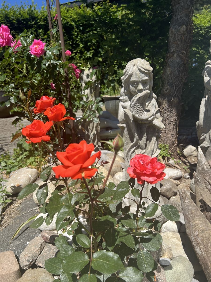Sculture & Statue: Gartenfigur Putte Engel klein Stein Deko Sommer 45 Zeichen – Usato da Unterkulm venduto da gue_hn6p 1