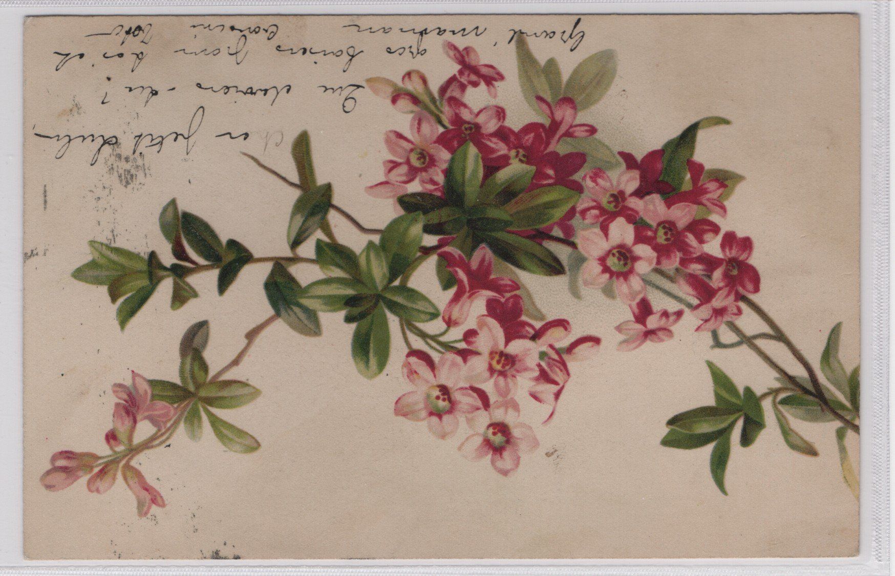 Cartoline postali: Ansichtskarte Blumenstrauss mit Rasierklingen-St. 13.IV.04 – Usato da Gordola venduto da tist