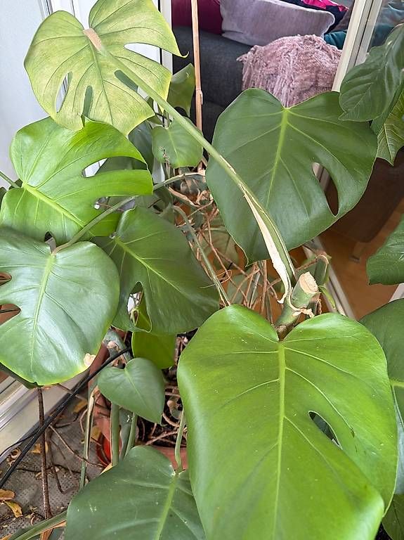 Pflanzen & Samen: Monstera Zimmerpflanze – Gebraucht aus Basel von sdu_27hg 1