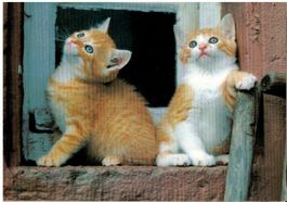 Hauskatzen, gelaufen 1993
