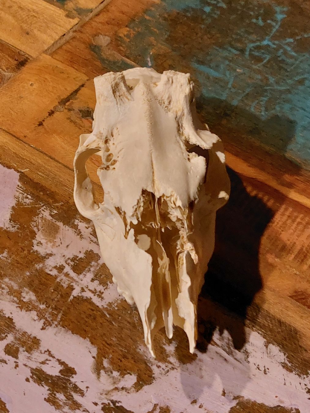 Altre raccolte & rarità: Reh Schädel, Knochen Tierpräparat, für Rituale Satan – Usato da Winterthur venduto da Belzarek 2