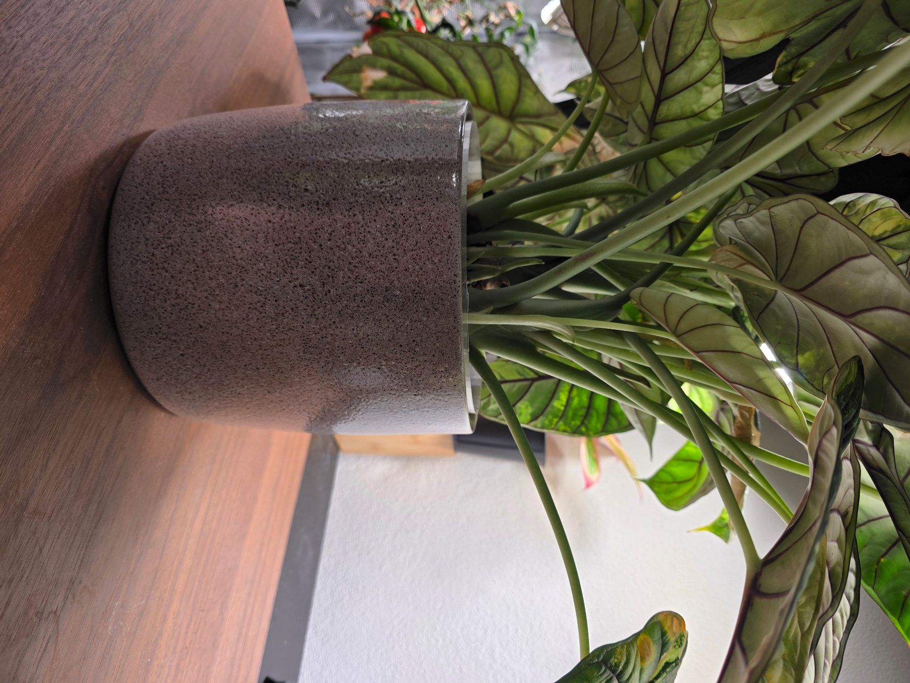 Plantes & graines: Alocasia Dragon scale variegata – D'occasion à Winterthur par jar_w2vp 3