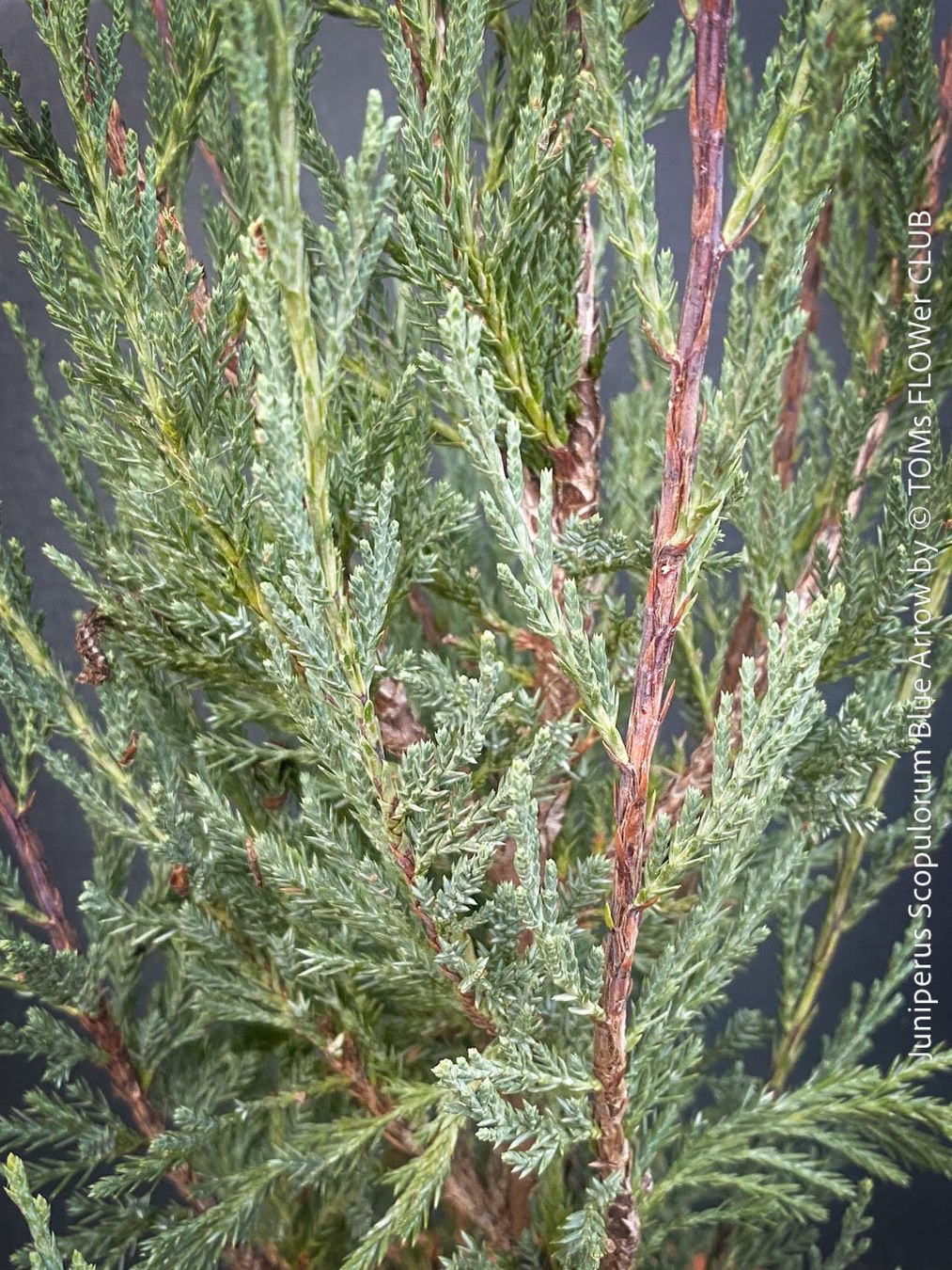 Piante & sementi: Juniperus Scopulorum 'Blue Arrow' - blauer Säulen-Wacholder – Nuovo e nell'imballaggio originale da Adliswil venduto da astom369 5