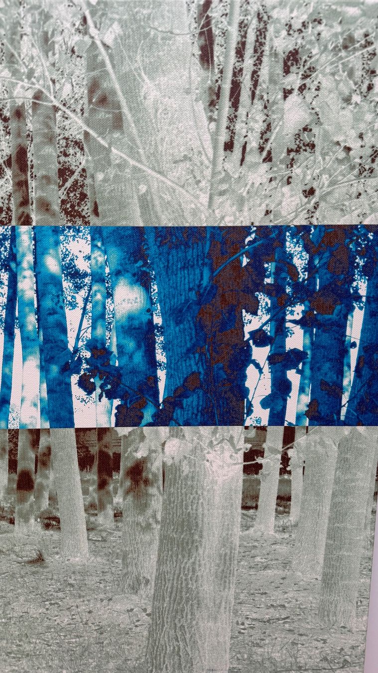 Foto & Immagini: Leinwandbild Birke, 60x90 cm – Usato da Dittingen venduto da Paprika8 1