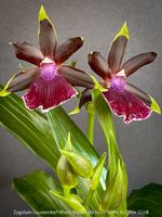 Zygolum Louisendorf Rhein Moonlight - duftende Orchidee