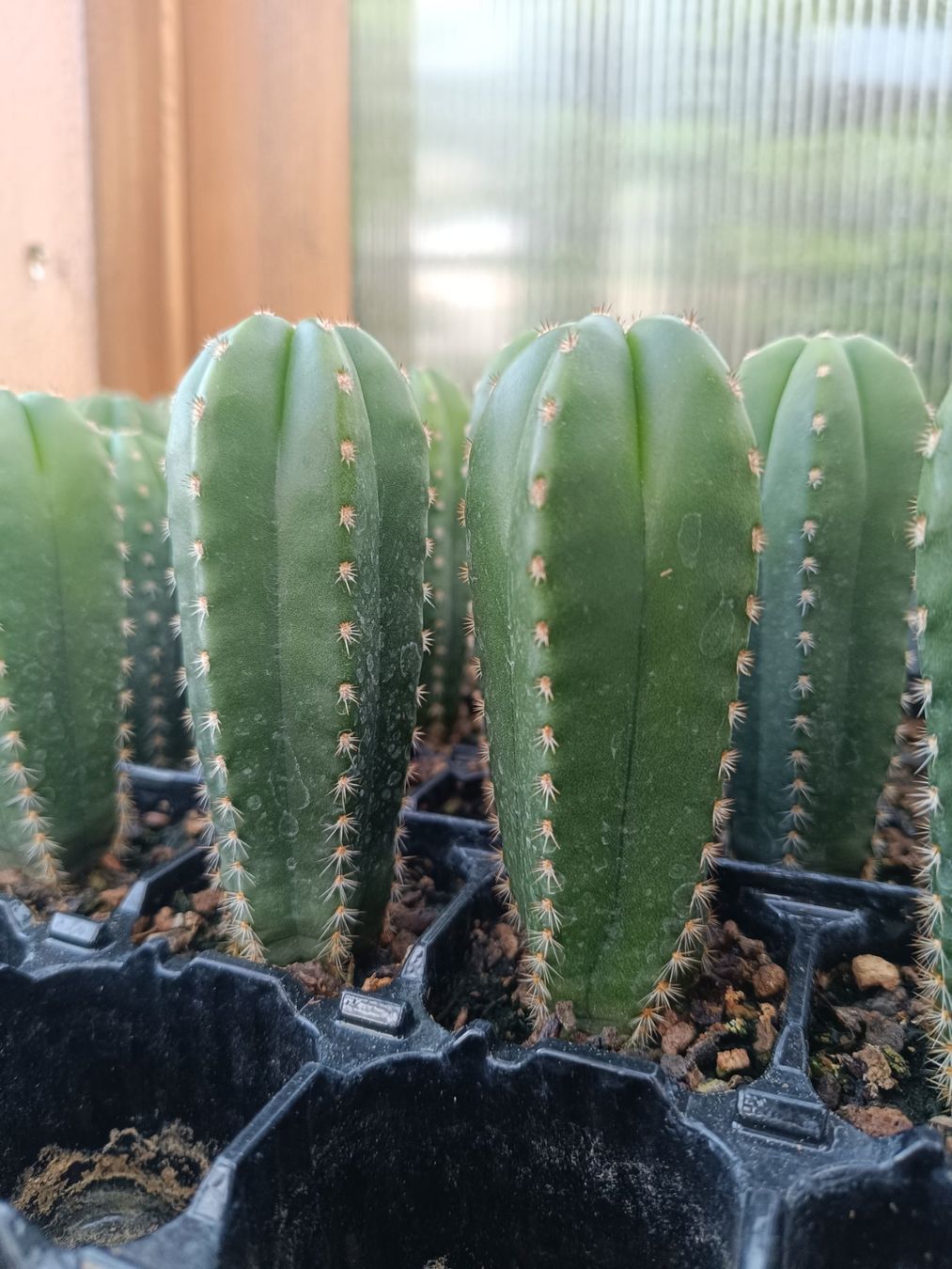 Piante & sementi: Trichocereus scopulicola SAN PEDRO – Nuovo (secondo la descrizione) da Pâquier-Montbarry venduto da chr_7dmj 1