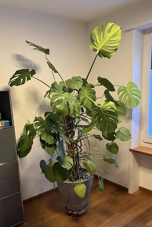 Pflanzen & Samen: Grosse Monstera  – Gebraucht aus Basel von nina-bina